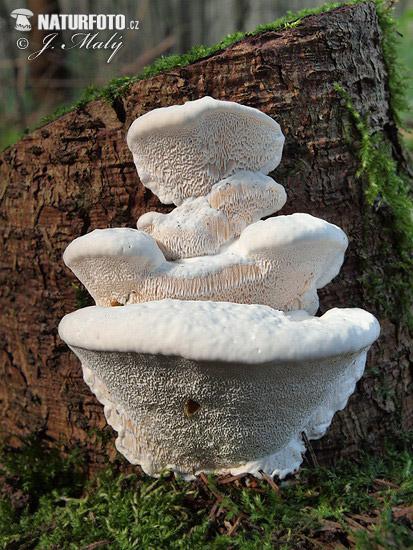 Pine Root Rot Mushroom (Heterobasidion cf. parviporum)