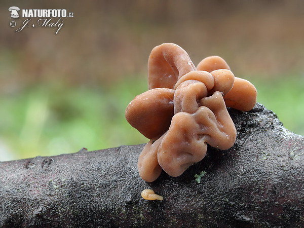 Pipe Club var. contorta Mushroom (Macrotyphula fistulosa var. contorta)