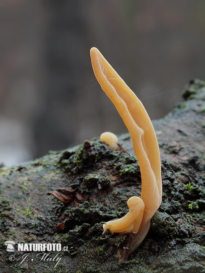 Pipe Club var. contorta Mushroom (Macrotyphula fistulosa var. contorta)