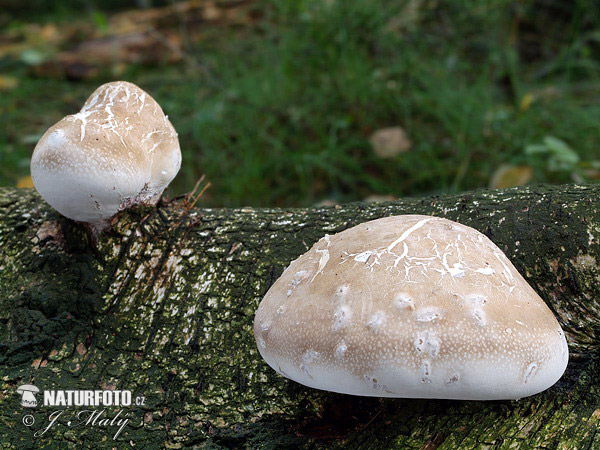 Piptoporus betulinus