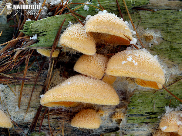 pleurote en forme de nid