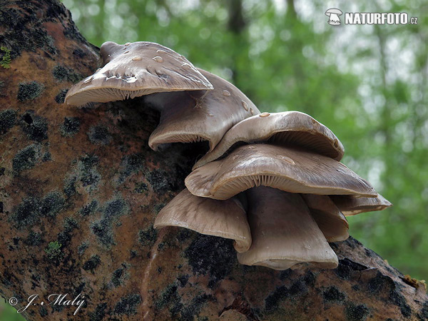 Pleurotus calyptratus