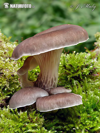 Pleurotus cornucopiae