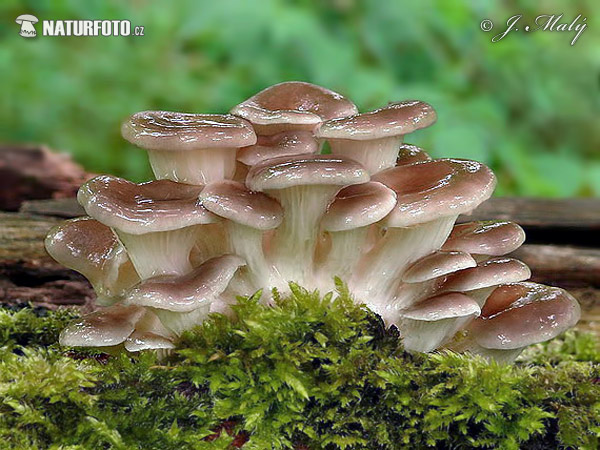 Pleurotus cornucopiae