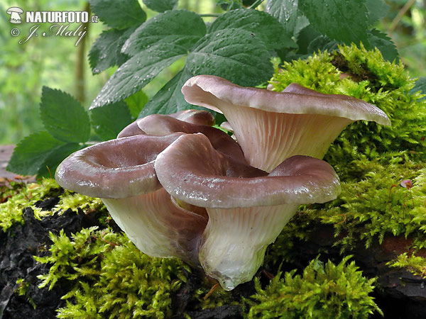 Pleurotus cornucopiae