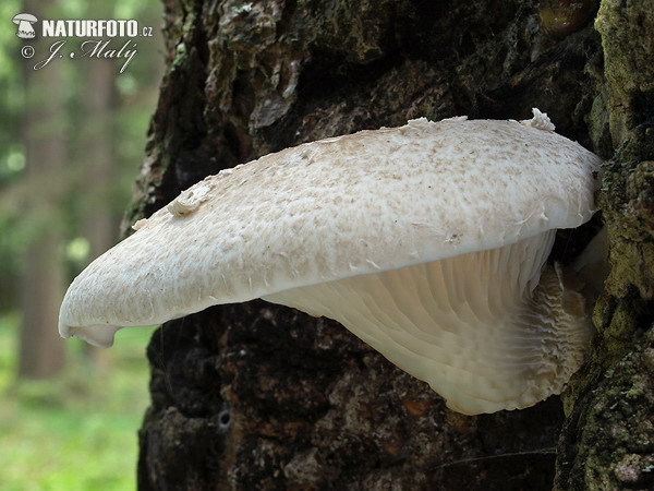 Pleurotus dryinus