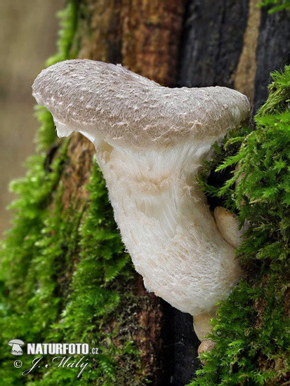 Pleurotus dryinus