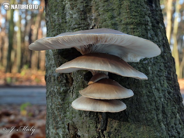 Pleurotus ostreatus