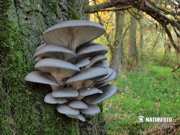 Pleurotus ostreatus