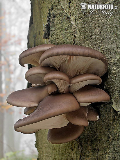 Pleurotus ostreatus