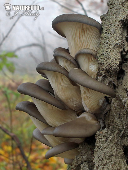 Pleurotus ostreatus