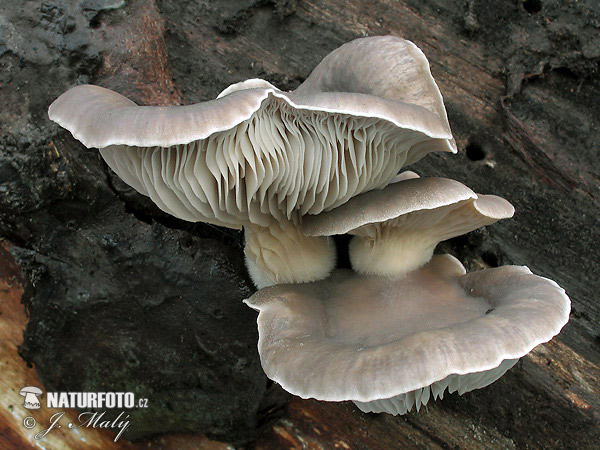 Pleurotus ostreatus