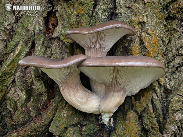 Pleurotus ostreatus