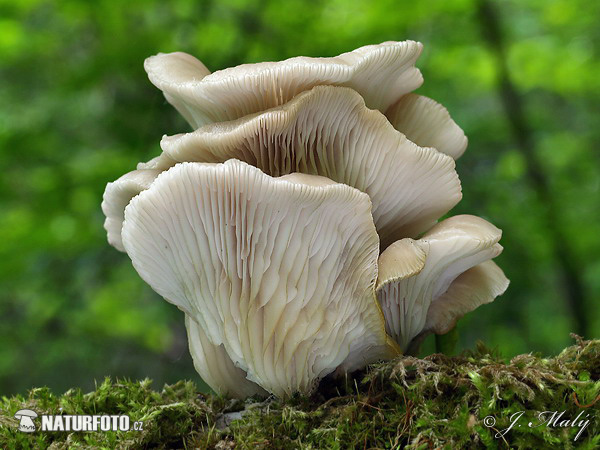 Pleurotus pulmonarius