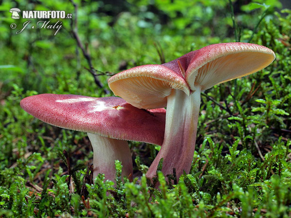 Plums and Custard Mushroom (Tricholomopsis rutilans)