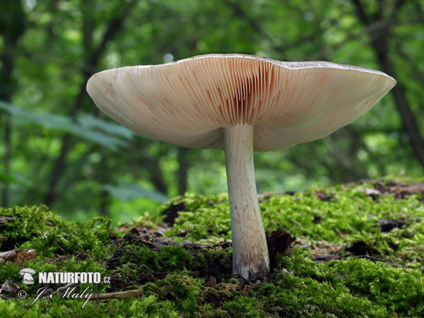 plutée couleur de cerf