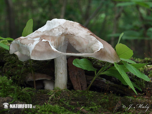 Pluteus cervinus