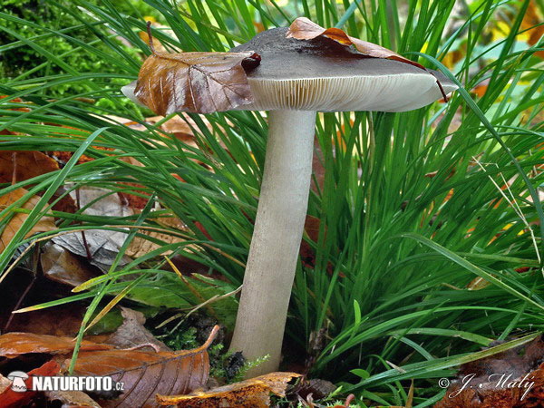 Pluteus cervinus