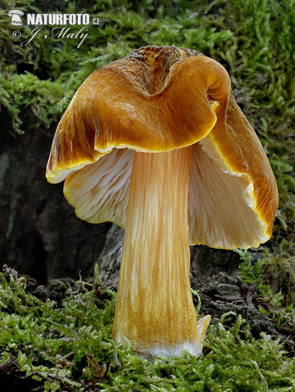 Pluteus flavofuligineus Mushroom (Pluteus cf. flavofuligineus)