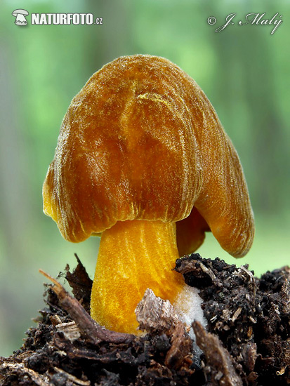Pluteus flavofuligineus Mushroom (Pluteus cf. flavofuligineus)