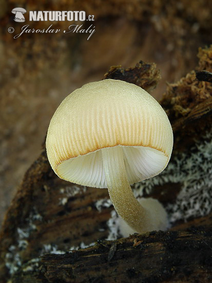 Pluteus semibulbosus Mushroom (Pluteus semibulbosus)