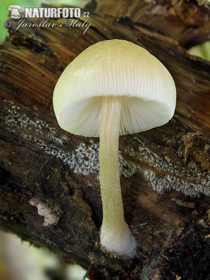 Pluteus semibulbosus