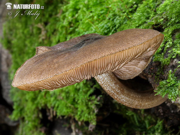 Pluteus umbrosus