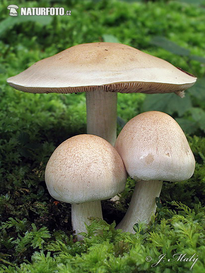 Poisonpie Mushroom (Hebeloma crustuliniforme)