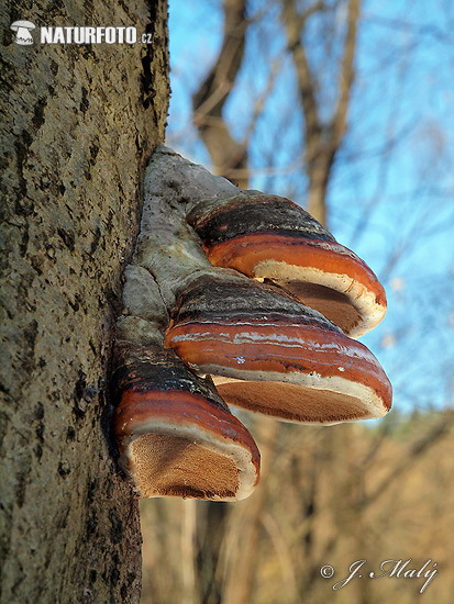 polipôre des pinetes