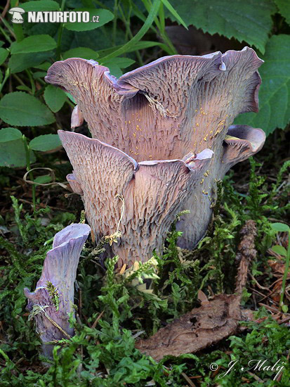 pölkkysieni