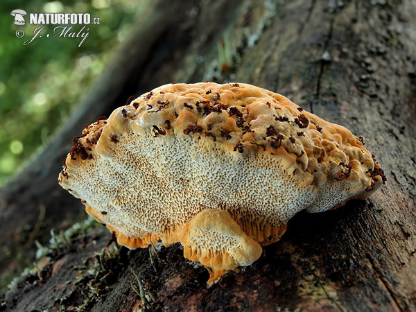 polypore anisé