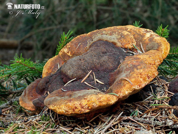 polypore anisé