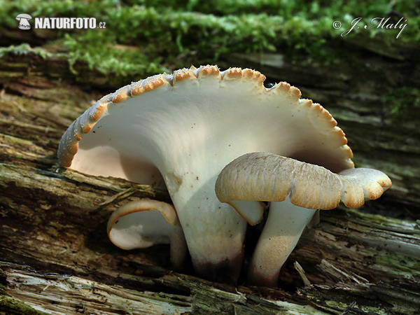 polypore bai