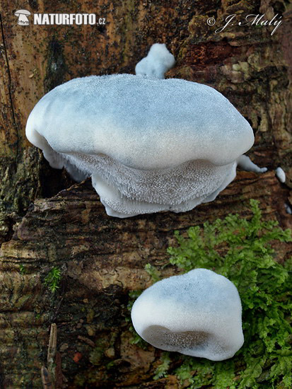 polypore bleuté