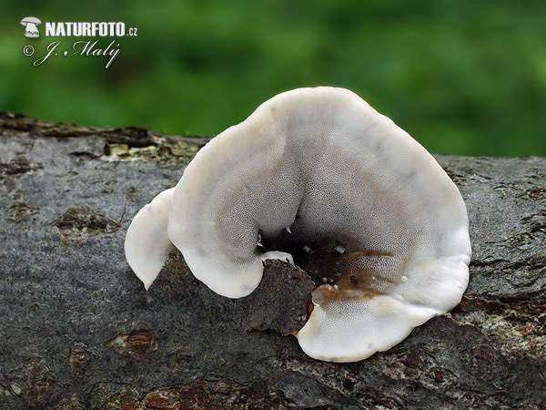 polypore brûlé