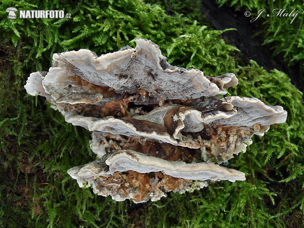 polypore brûlé