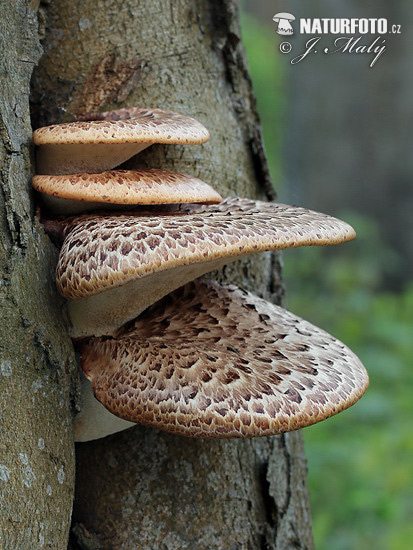 polypore écailleux