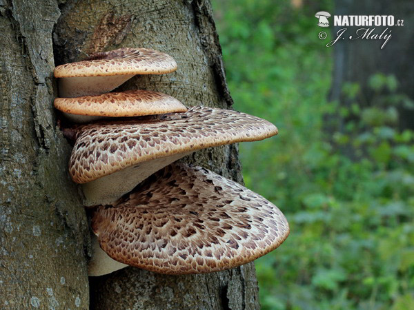 polypore écailleux