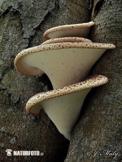 polypore écailleux