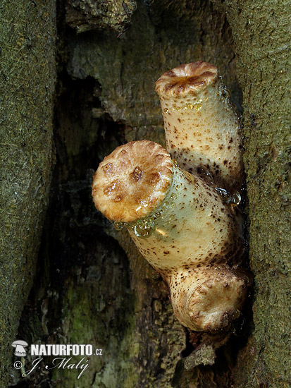 polypore écailleux