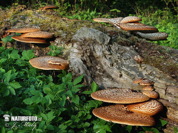 polypore écailleux