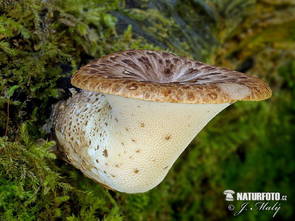 polypore écailleux