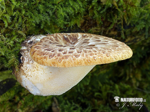 polypore écailleux