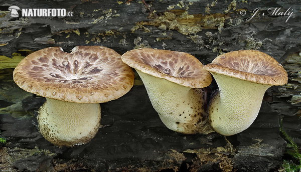 polypore écailleux