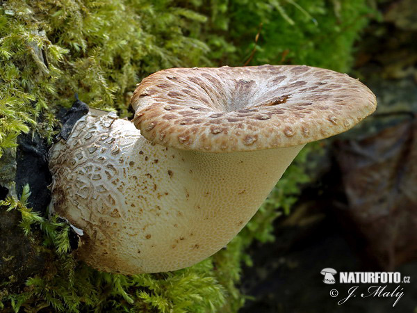 polypore écailleux