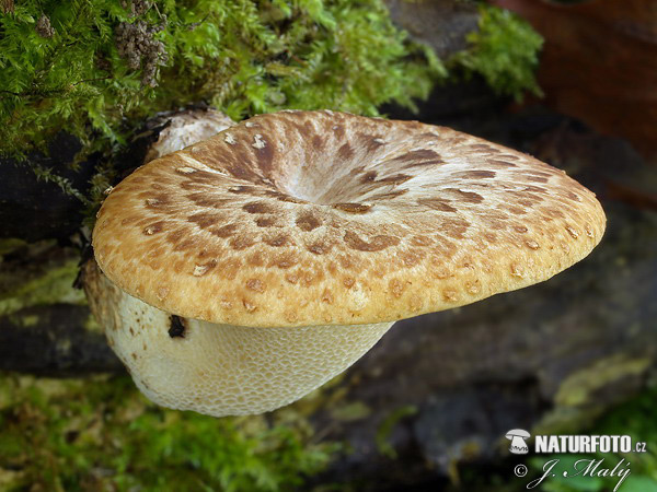 polypore écailleux