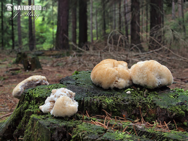 polypore en coussinet