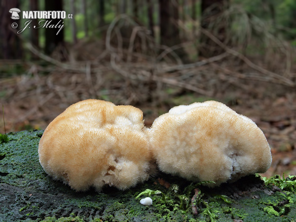 polypore en coussinet