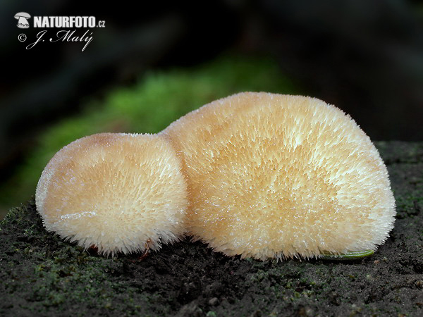 polypore en coussinet