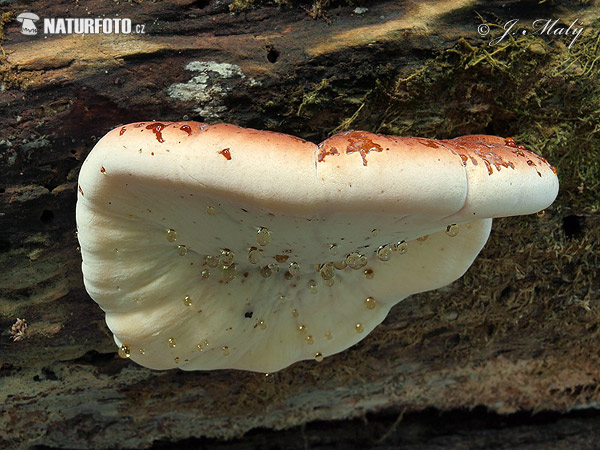 polypore fuligineux